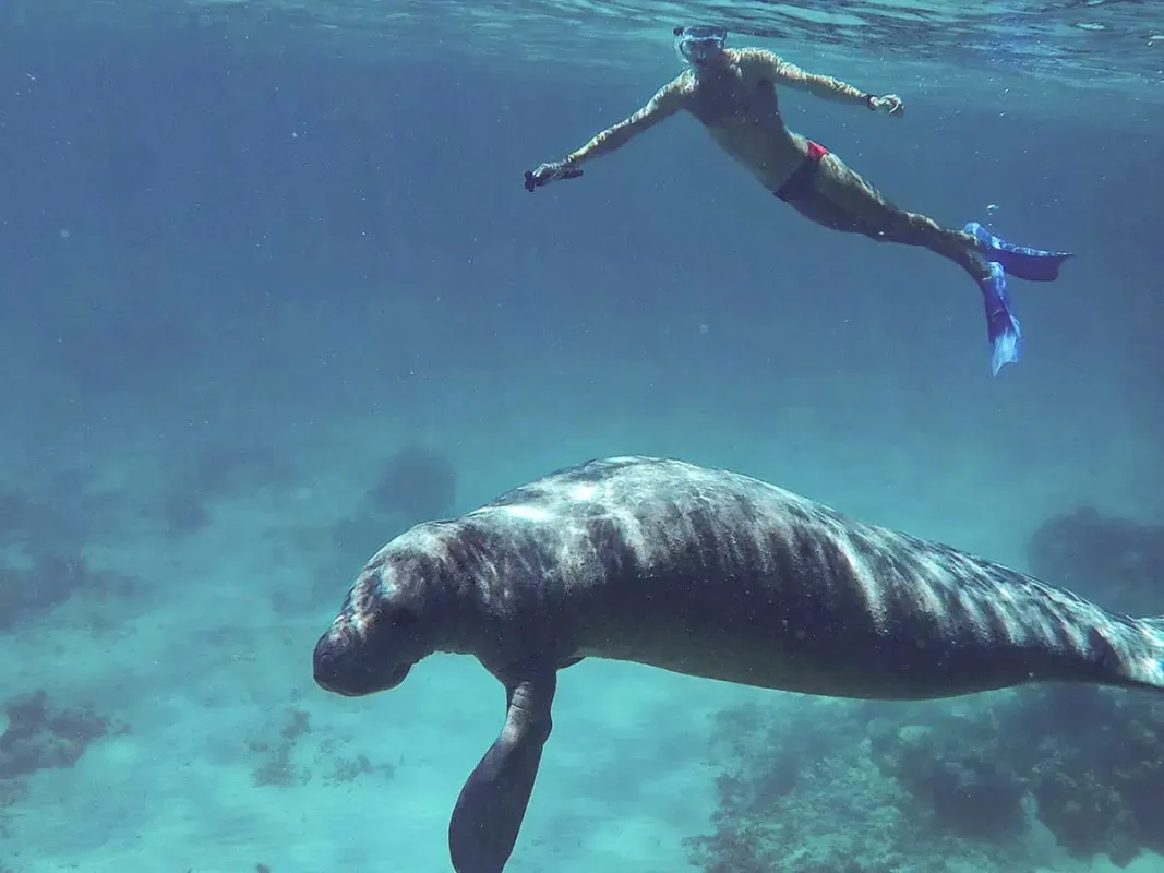 Caye Caulker Snorkeling Tours: Discover The Ultimate Underwater Paradise 10 swimming alongside a massive manatee on a snorkeling tour from caye caulker