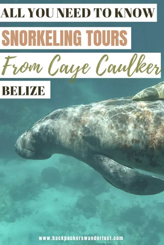 Caye Caulker Snorkeling Tours: Discover The Ultimate Underwater Paradise 24 If you happen to be visiting Caye Caulker then no doubt you need to discover the incredible ocean life here! Now the best way to do this is with one of the Caye Caulker snorkeling tours which will take you to the best locations where you can swim with nurse sharks, turtles, sting rays, and even manatees!
