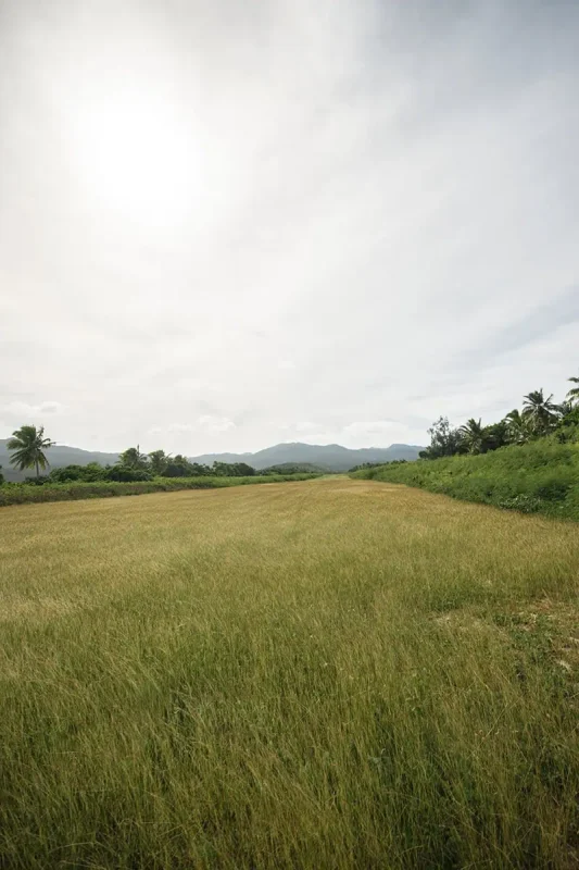 Things To Do On Mystery Island In Vanuatu: For Cruise Passengers & More 15 A wide, golden grass airstrip on Mystery Island extends toward distant green hills, bordered by lush tropical vegetation under a hazy sky.