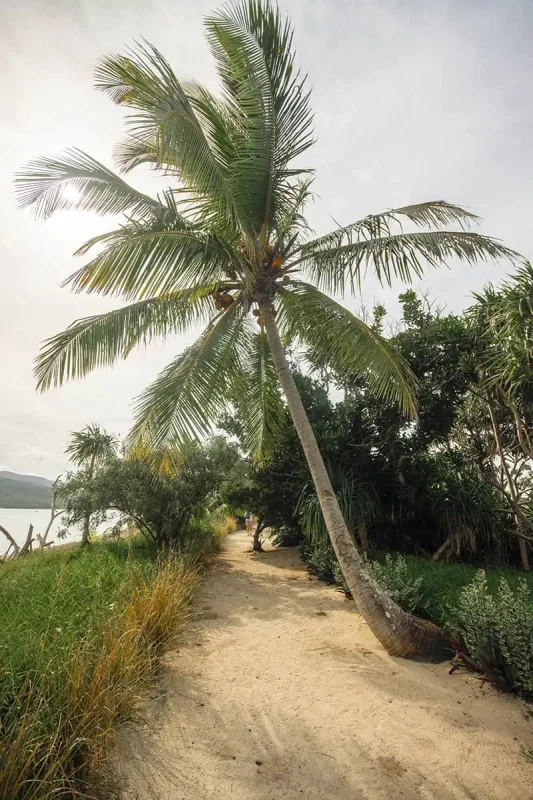 Things To Do On Mystery Island In Vanuatu: For Cruise Passengers & More 13 A sandy path on Mystery Island, lined with tropical foliage and a tall coconut palm towering overhead.