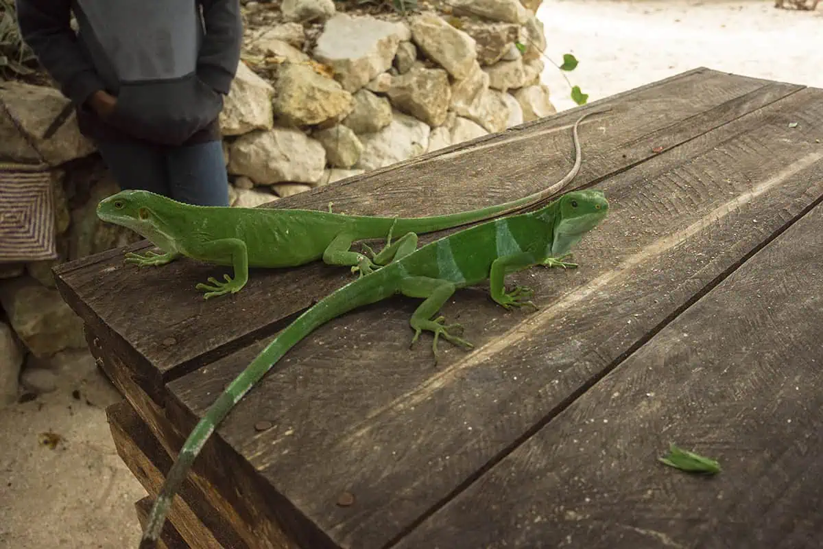 Things To Do On Mystery Island In Vanuatu: For Cruise Passengers & More 18 Two bright green iguanas rest on a weathered wooden table on Mystery Island, with stone walls and sandy ground in the background.