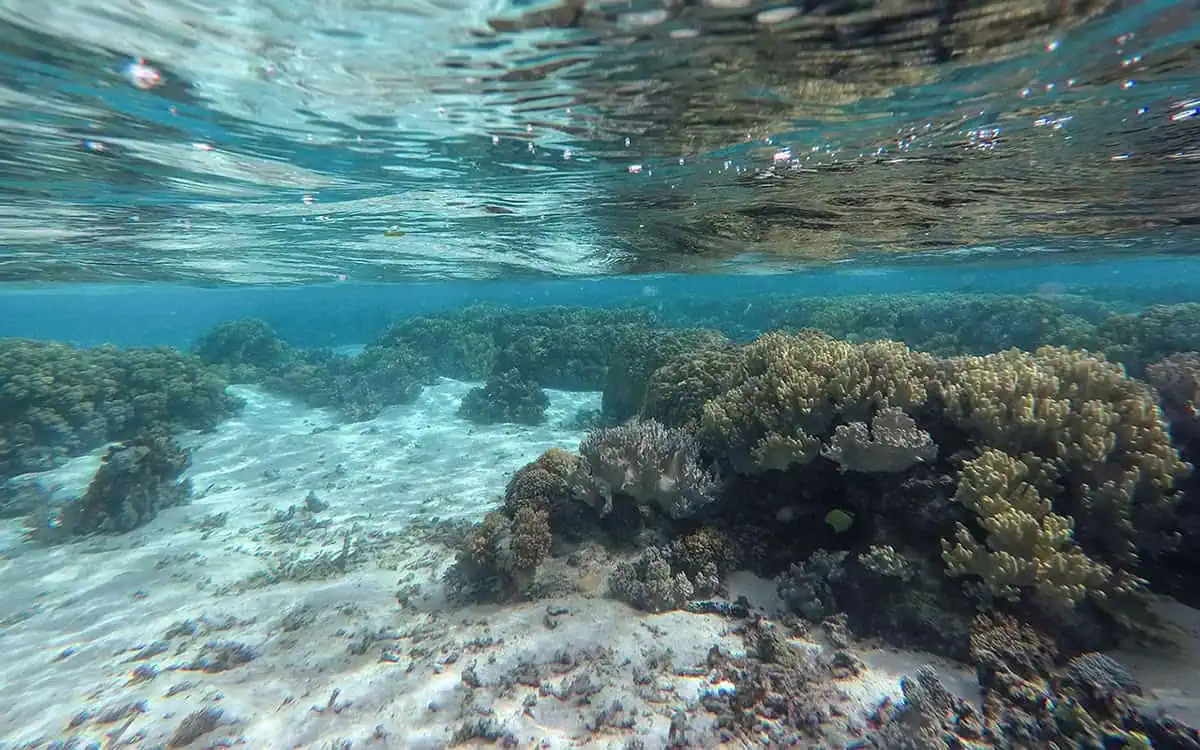 Things To Do On Mystery Island In Vanuatu: For Cruise Passengers & More 12 Underwater view of a shallow coral reef near Mystery Island.