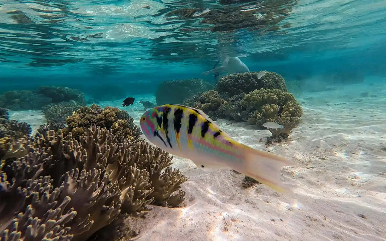 Things To Do On Mystery Island In Vanuatu: For Cruise Passengers & More 5 A brightly colored fish with pink, yellow, and black stripes swims past coral in the clear waters off Mystery Island.