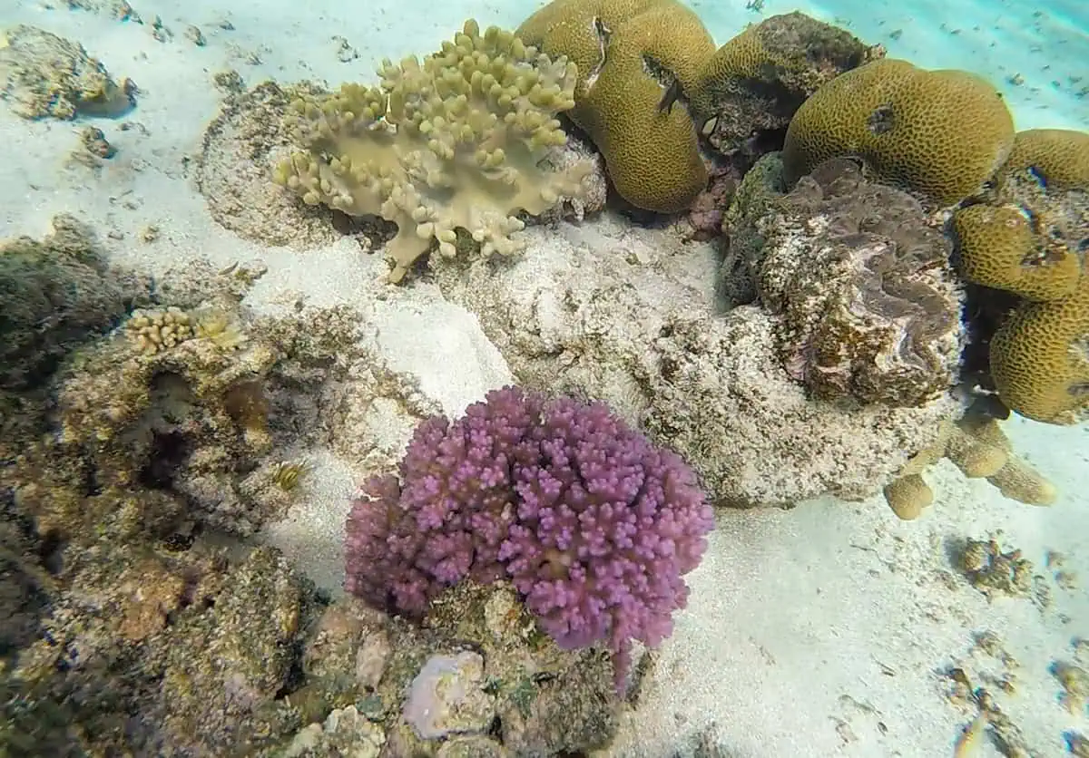 Things To Do On Mystery Island In Vanuatu: For Cruise Passengers & More 8 Underwater scene featuring a bright purple coral surrounded by beige and brown corals on the reef around Mystery Island