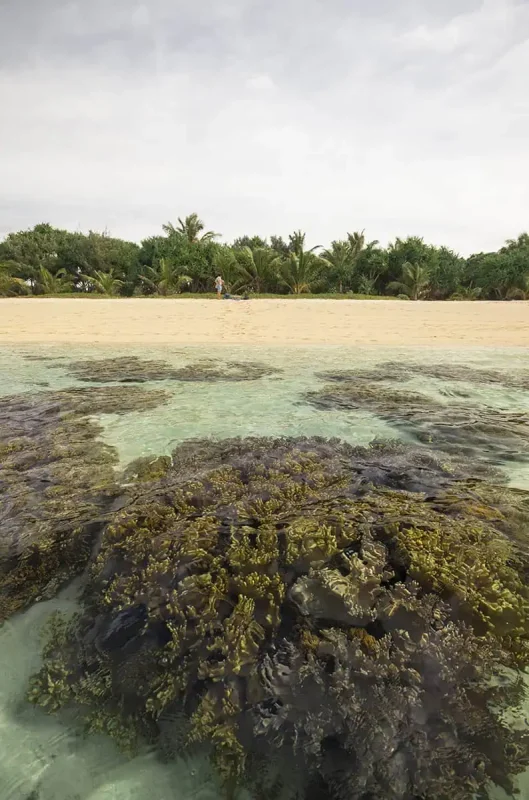 Things To Do On Mystery Island In Vanuatu: For Cruise Passengers & More 4 Coral formations sit just beneath the waterline in front of a sandy beach on Mystery Island, with a lone person walking along the tree-lined shore.