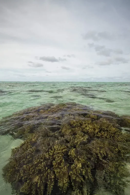 Things To Do On Mystery Island In Vanuatu: For Cruise Passengers & More 20 Close-up of golden-brown coral thriving in shallow, clear waters near the beach on Mystery Island, with hints of the horizon in the distance.