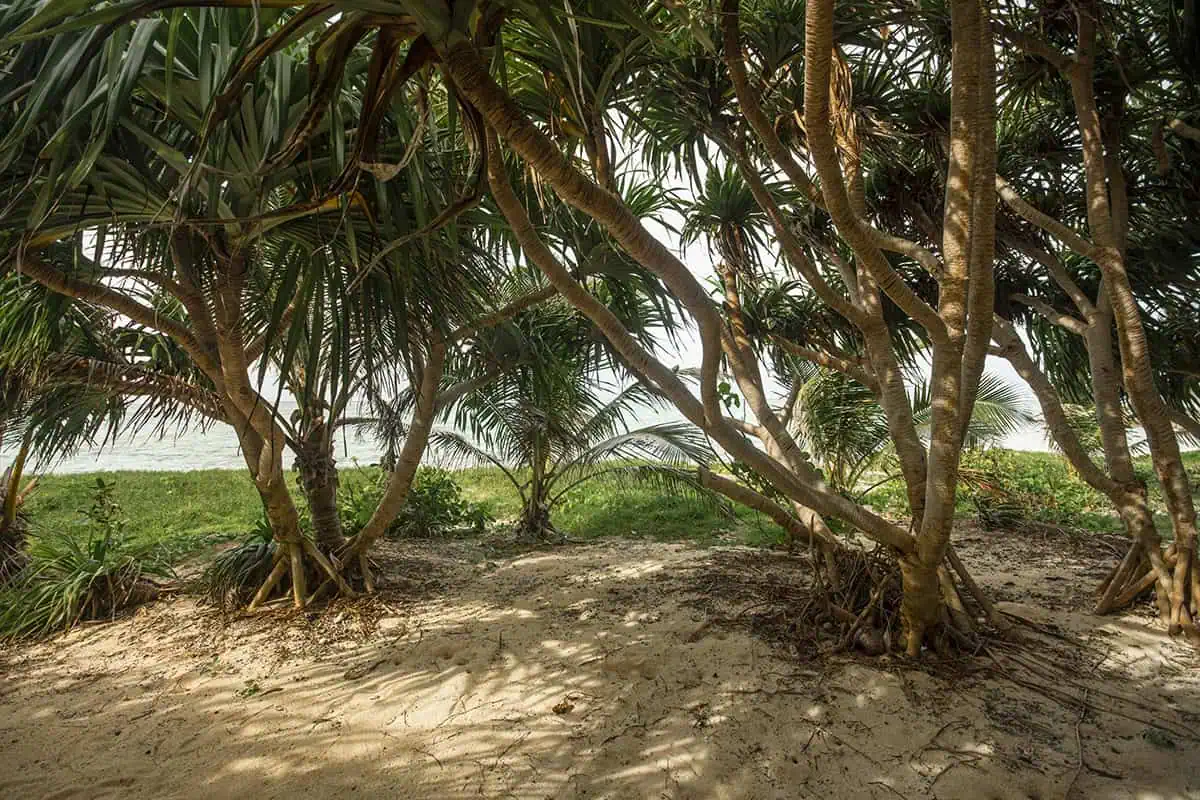 Things To Do On Mystery Island In Vanuatu: For Cruise Passengers & More 14 Tangled pandanus trees frame a sandy path leading to the ocean on Mystery Island, with filtered light casting shadows across the ground.