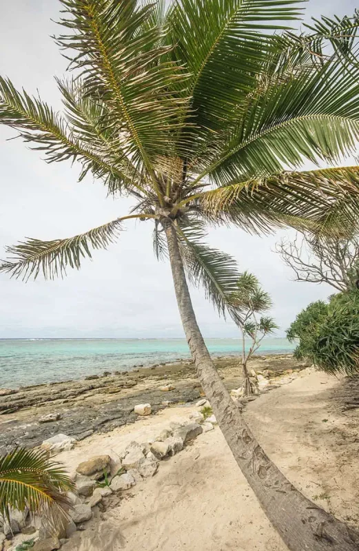 Things To Do On Mystery Island In Vanuatu: For Cruise Passengers & More 24 A tall coconut palm leans over a sandy path beside the rocky shoreline of Mystery Island, with turquoise water stretching to the horizon.