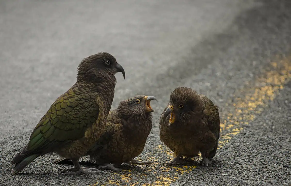 Milford Sound In Winter: Is It Still Worth The Hype? 26 Three kea parrots are gathered on a road, with one bird vocalizing towards another. The birds' green plumage blends with the grey asphalt, highlighting their unique presence and behavior in the rugged environment of Milford Sound.